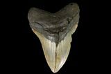 Fossil Megalodon Tooth - North Carolina #124387-1